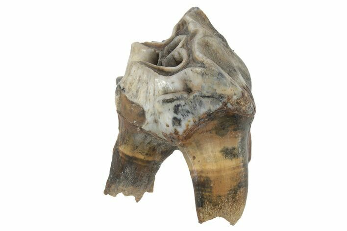 Fossil Woolly Rhino (Coelodonta) Tooth - Siberia #231022